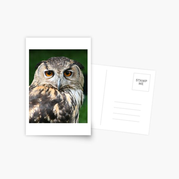 Wise and Wonderful Postcard