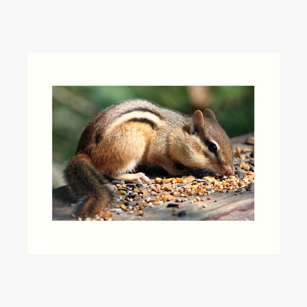 Chippy Snack Art Print