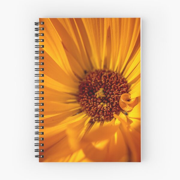 Aperçu de l'œuvre Fleur de marguerite orange créée et vendue par Chancedazur.