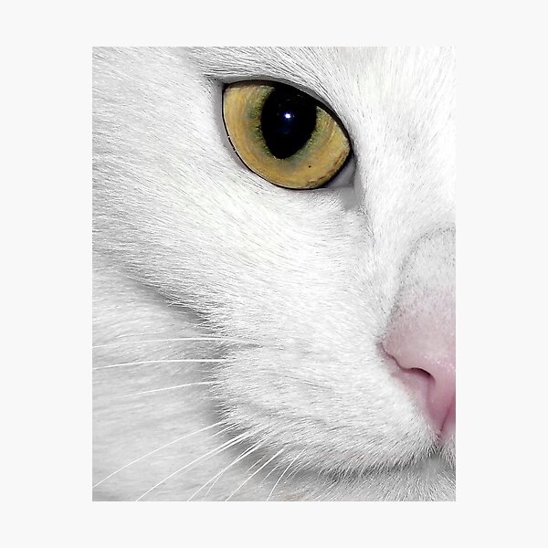 Hamish Photographic Print