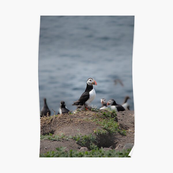 A Puffin on the Farne Islands, Northumberland Poster