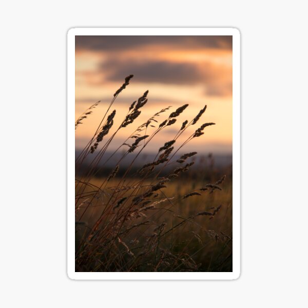 Grass at Sunset - Northumberland Sticker