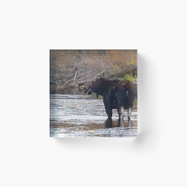 Item preview, Moose in River designed and sold by Leon Heyns.