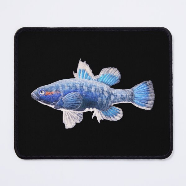 Item preview, Antique Fish Nannoperca Australis Tas Eel Blue Vintage Fish designed and sold by AmethystMurad.