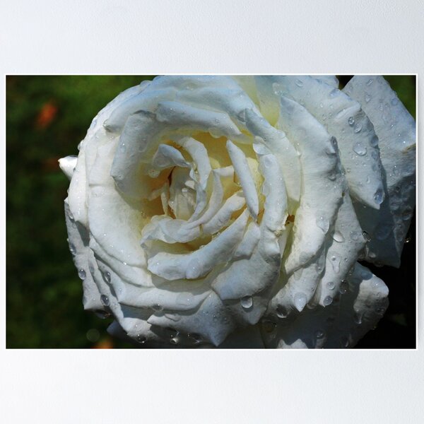 Item preview, Pope John Paul II Hybrid Tea Rose designed and sold by Robert Armendariz.
