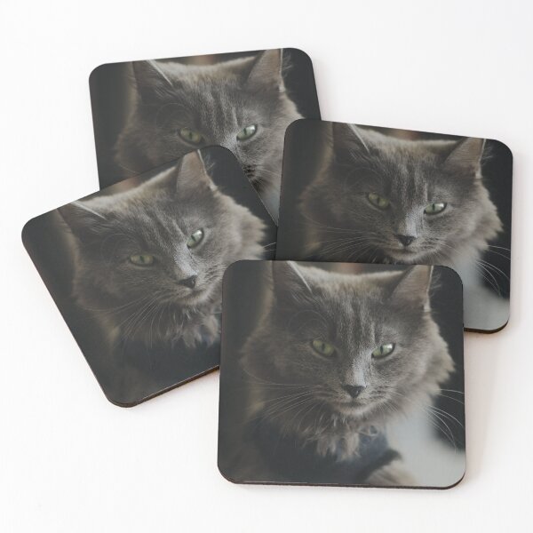 Item preview, Cute Cat Aesthetic With Ash Gray Fur Wallpaper designed and sold by jams923.