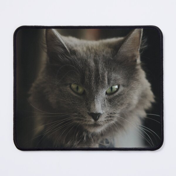 Item preview, Cute Cat Aesthetic With Ash Gray Fur Wallpaper designed and sold by jams923.