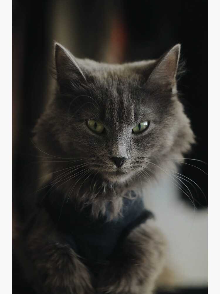 Cute Cat Aesthetic With Ash Gray Fur Wallpaper Poster