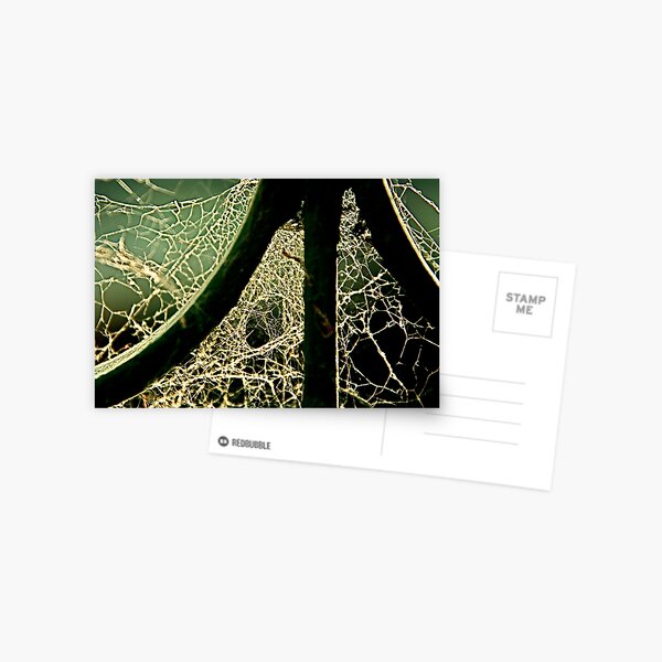 Afternoon Spider Postcard