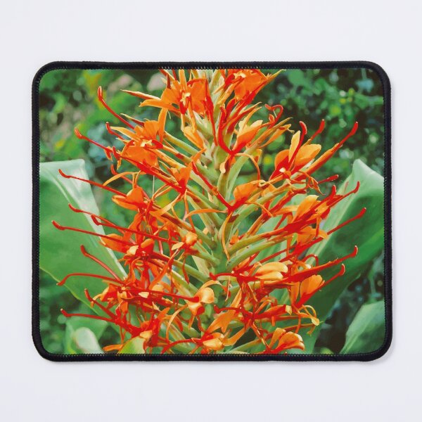 Item preview, Orange Ginger lily Rhizome designed and sold by OCNau.