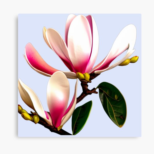 Not Just Another Magnolia Canvas Print