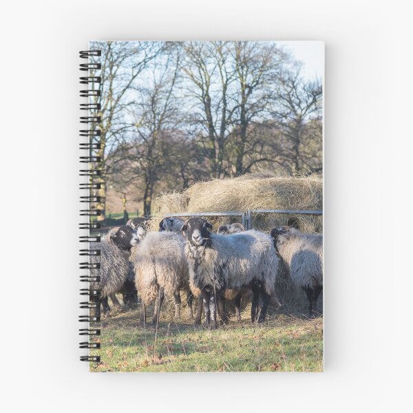 Item preview, Swaledale sheep - Dinner time designed and sold by Chris Warham.