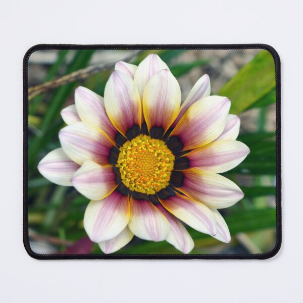 Item preview, The pretty pink and white gazania designed and sold by bevwilson1.