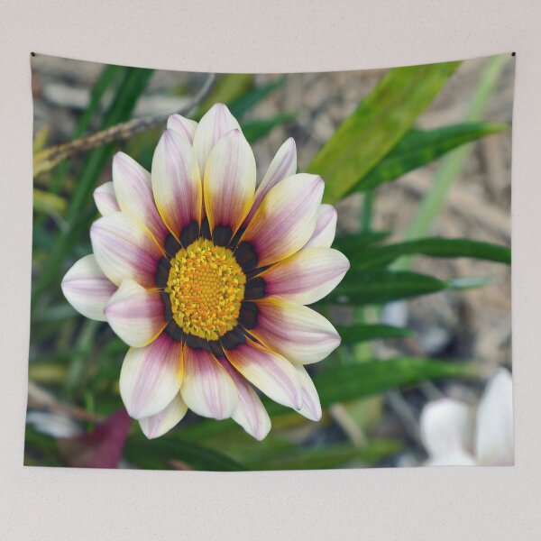 Item preview, The pretty pink and white gazania designed and sold by bevwilson1.