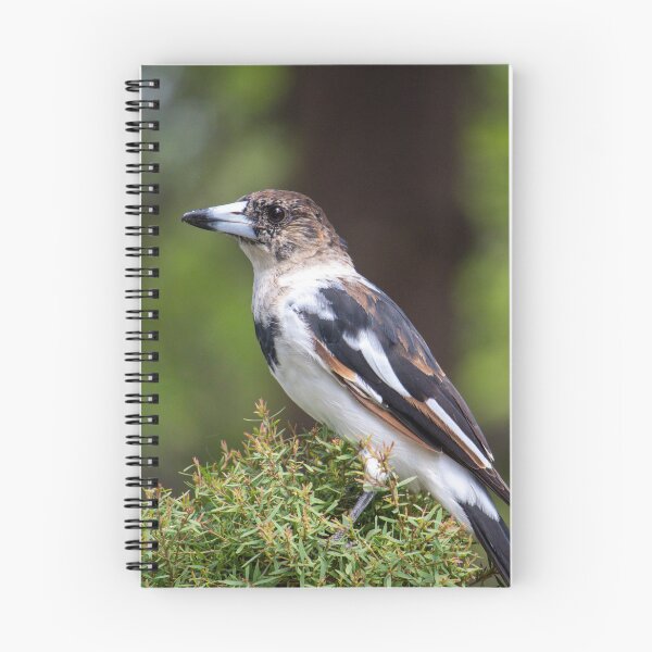 Item preview, Butcher Bird designed and sold by Jacquiamber.