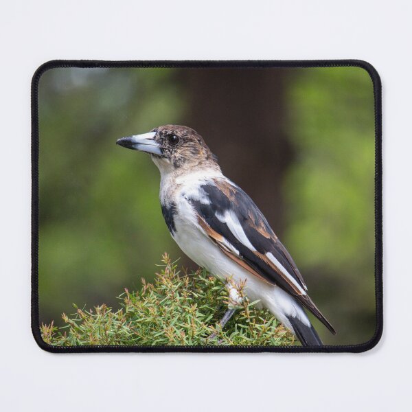 Item preview, Butcher Bird designed and sold by Jacquiamber.