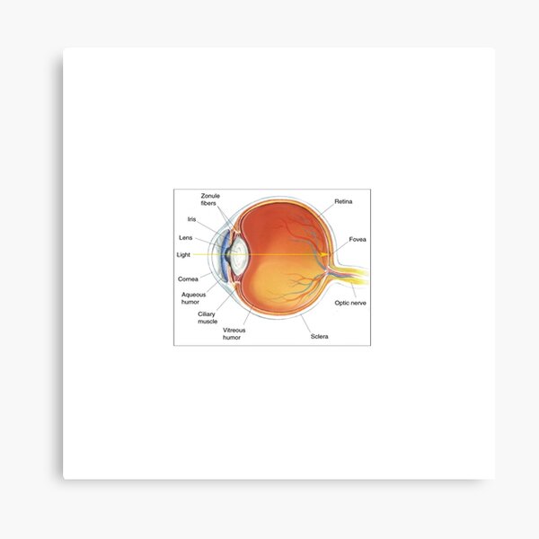 The eye diagram for kid's human anatomy diagrams Canvas Print