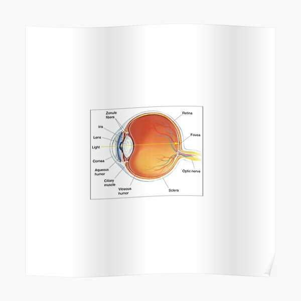 The eye diagram for kid's human anatomy diagrams Poster
