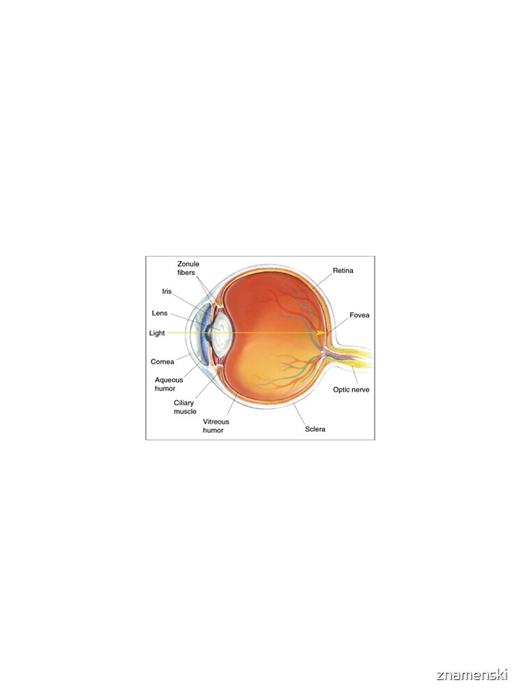 The eye diagram for kid's human anatomy diagrams by znamenski