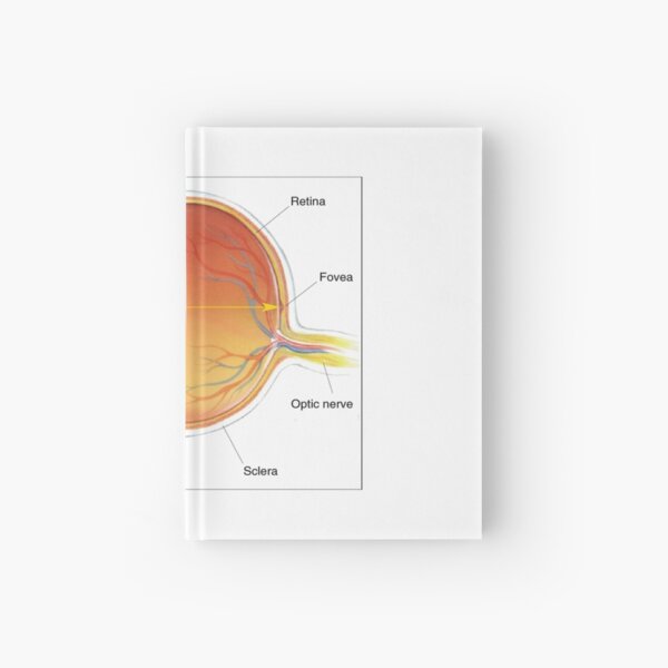 The eye diagram for kid's human anatomy diagrams Hardcover Journal