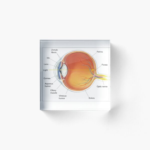 The eye diagram for kid's human anatomy diagrams Acrylic Block