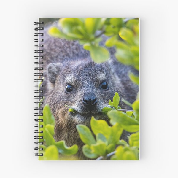 Item preview, Cape Hyrax on Boulders Beach designed and sold by Koolmees.