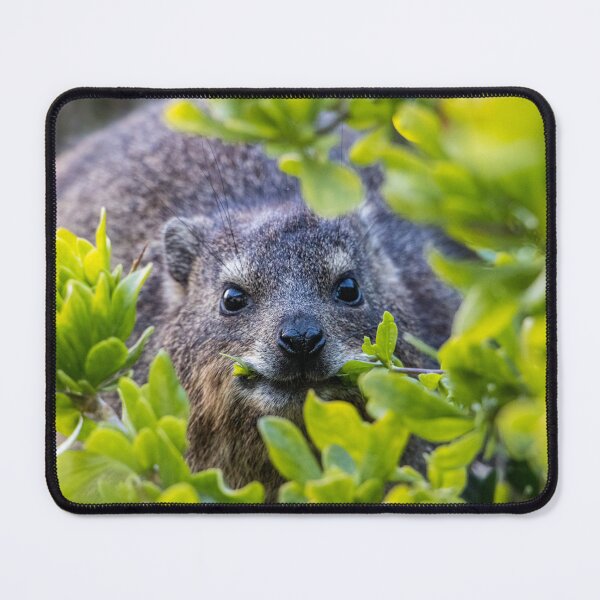Item preview, Cape Hyrax on Boulders Beach designed and sold by Koolmees.
