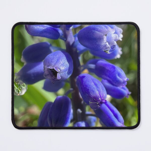 Item preview, Grape hyacinth in my garden designed and sold by Binas-gallery.