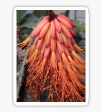 Bitter Aloe Sticker