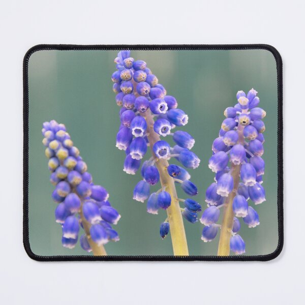 Item preview, Three Muscari's designed and sold by JEZ22.