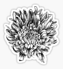 Chrysanthemum in black Sticker