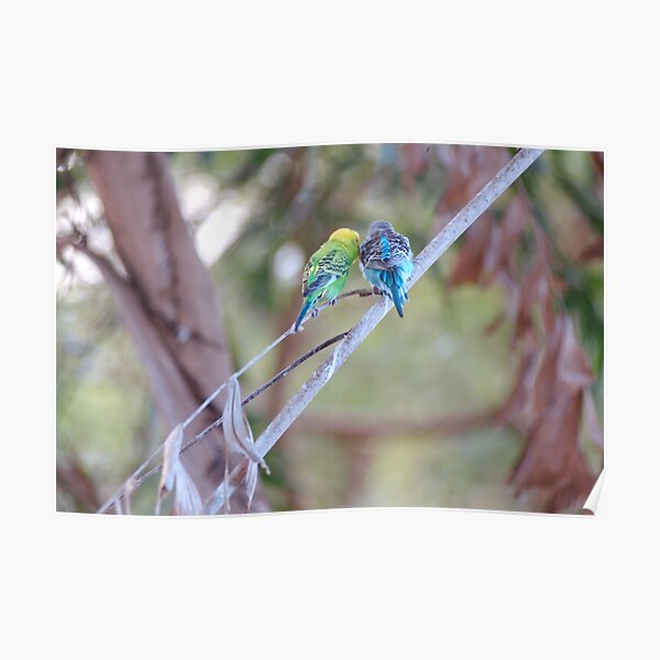 Budgie Buddies Poster