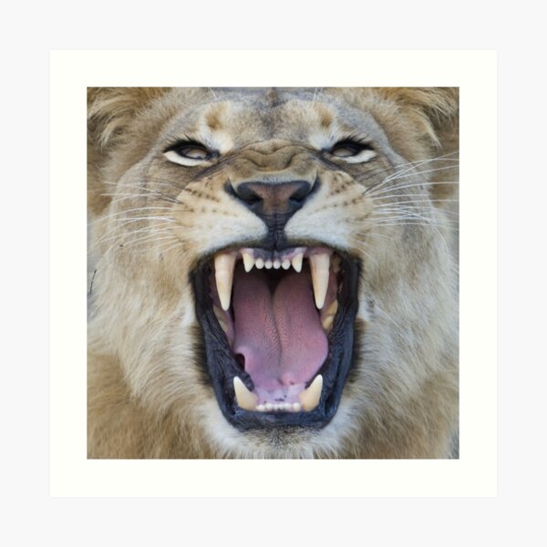 The Lions Mouth Opens Art Print