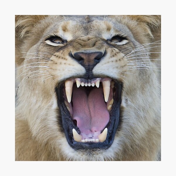 The Lions Mouth Opens Photographic Print