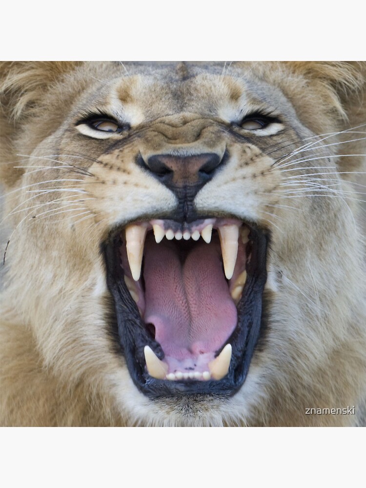 The Lions Mouth Opens by znamenski