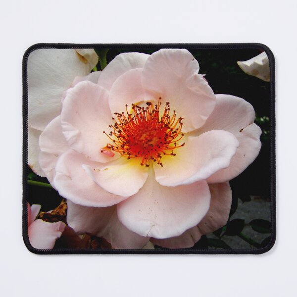 Item preview, Delicate designed and sold by AGODIPhoto.