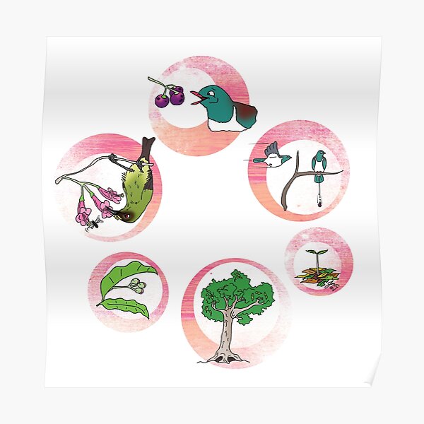 Pūriri lifecycle Poster
