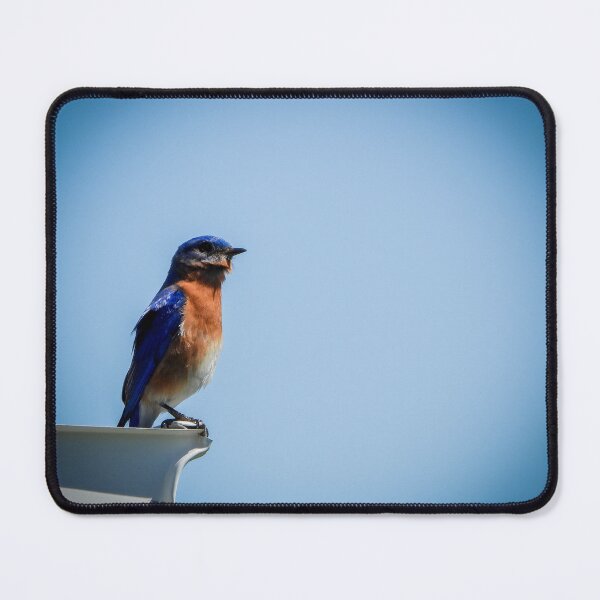 Item preview, Eastern Bluebird designed and sold by Stephanie Harney.