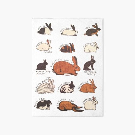 Aperçu de l'œuvre Races de lapin créée et vendue par mostlyrabbits.