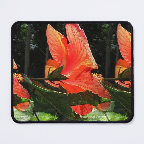 Item preview, Hibiscus Trio Rear View designed and sold by BostonArcImage.