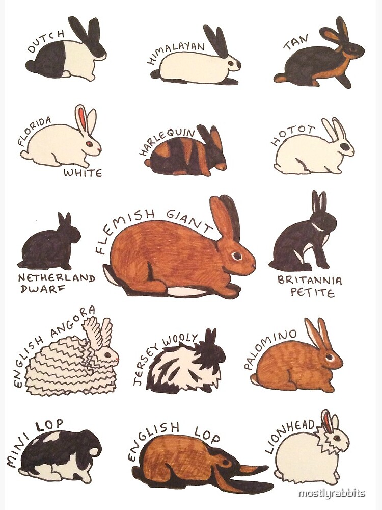 rabbit breeds with pictures