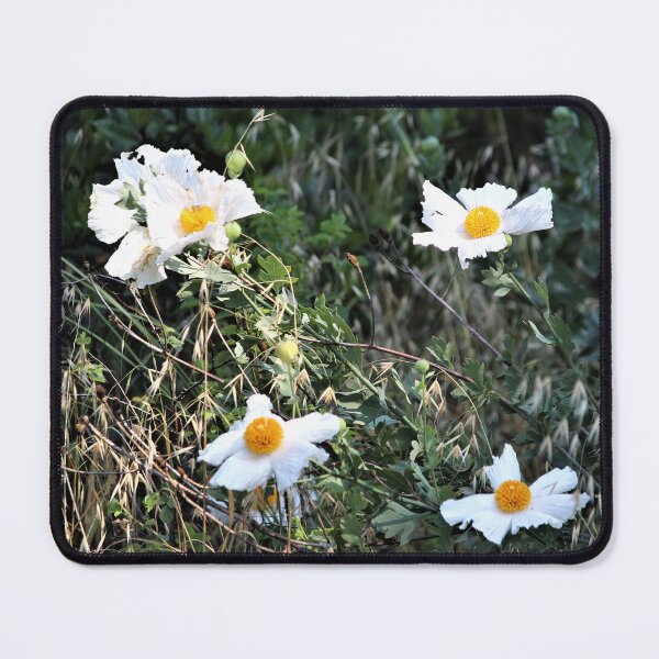 Item preview, Fried Egg Plant (Matilija Poppies) designed and sold by Martha Sherman.