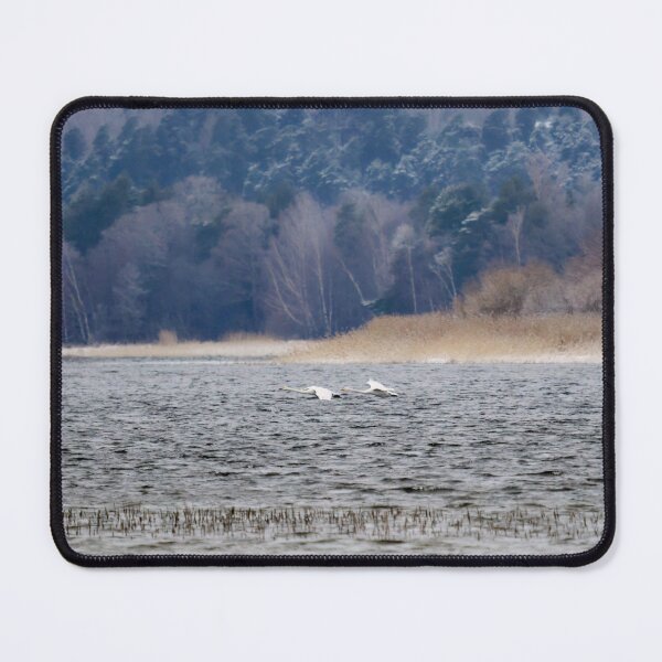 Item preview, Flying low in the wind. Whooper swan designed and sold by Jouko Lehto Photography.