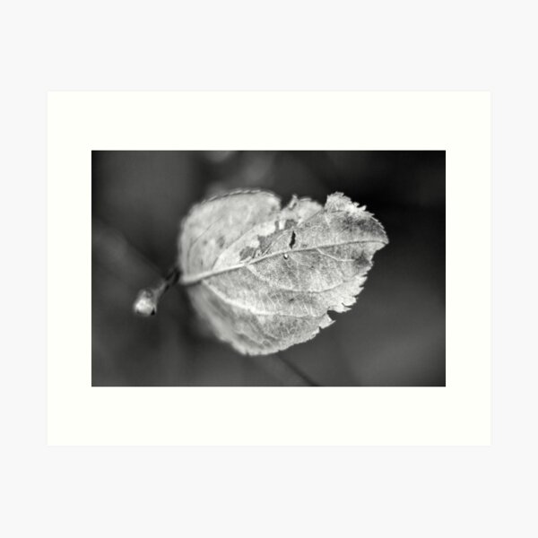 Leaf Details: Black and White macro photo of a leaf hanging on in autumn Art Print