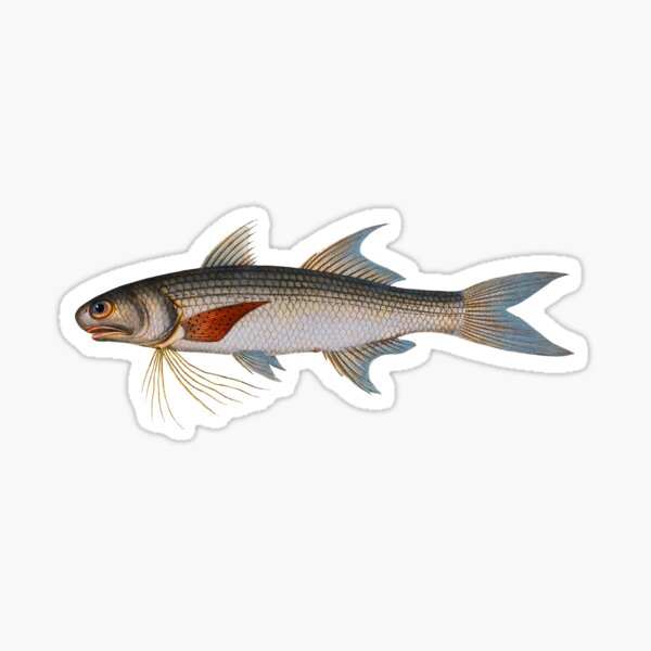 Antique Fish Auchenoceros Punctatus New Zealand Vintage Fishing | Sticker