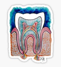 Tooth Anatomy Sticker