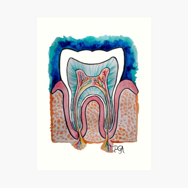 Tooth Anatomy Art Print
