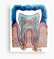 Tooth Anatomy Metal Print