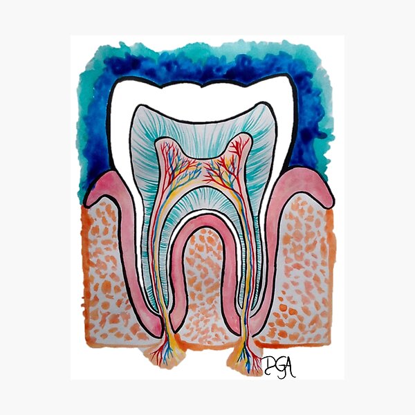 Tooth Anatomy Photographic Print