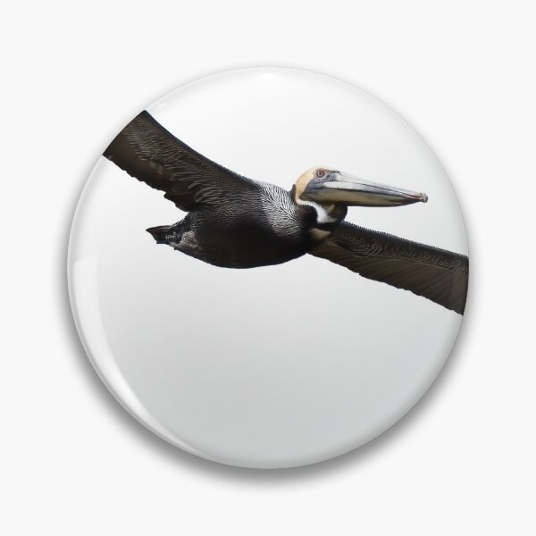 Item preview, Pelican in Flight designed and sold by Harrisonphoto.